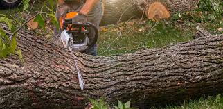 Best Tree Cabling and Bracing  in North Haverhill, NH